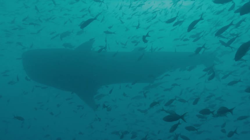Large shark shape obscured by murky ocean water swims among crowd of smaller fish