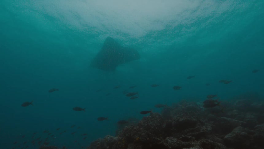 School of fishes