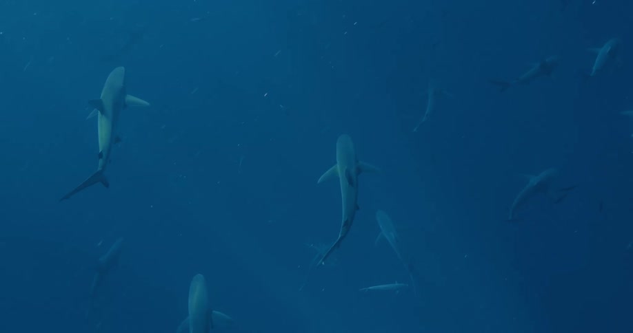 Many sharks swim under the water