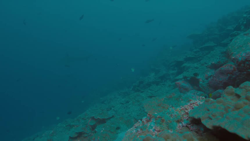Fishes swimming underwater in the ocean with a coral reef