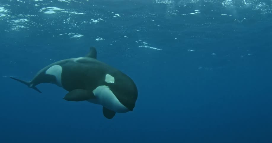 A killer whale is swimming in the water