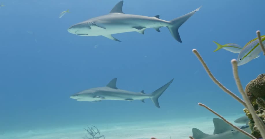 A shiver of sharks swimming