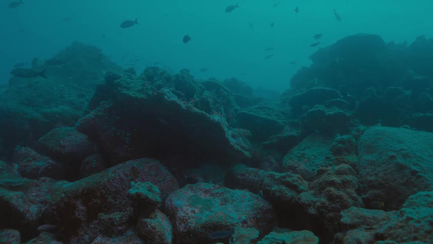 School of fishes
