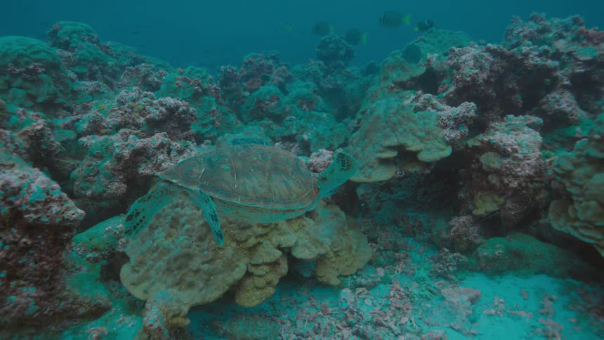 A turtle is swimming around underwater