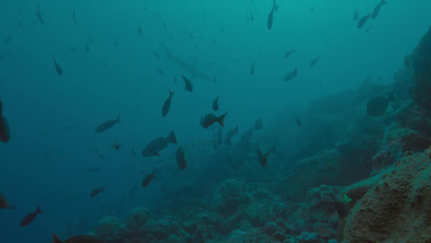 Sharks and fishes swimming underwater in the ocean