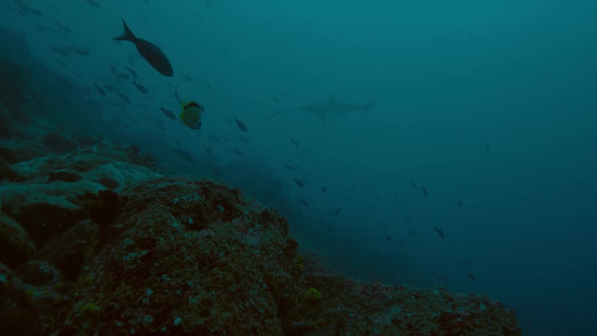 An underwater shot of fish