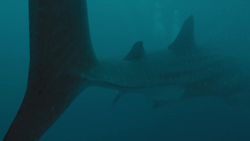 Spotted basking shark moves slowly through murky blue water near rising bubbles