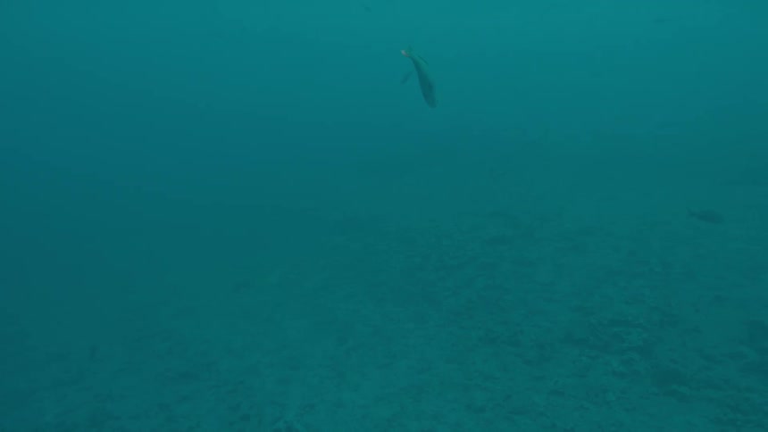 Lone stingray swims through school of fish in murky water over seafloor