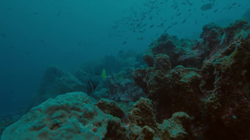 School of fish swarm over reef in murky water
