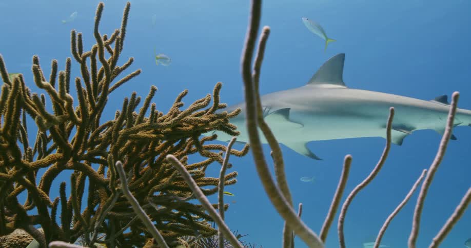 Sharks and fishes swimming underwater in the ocean