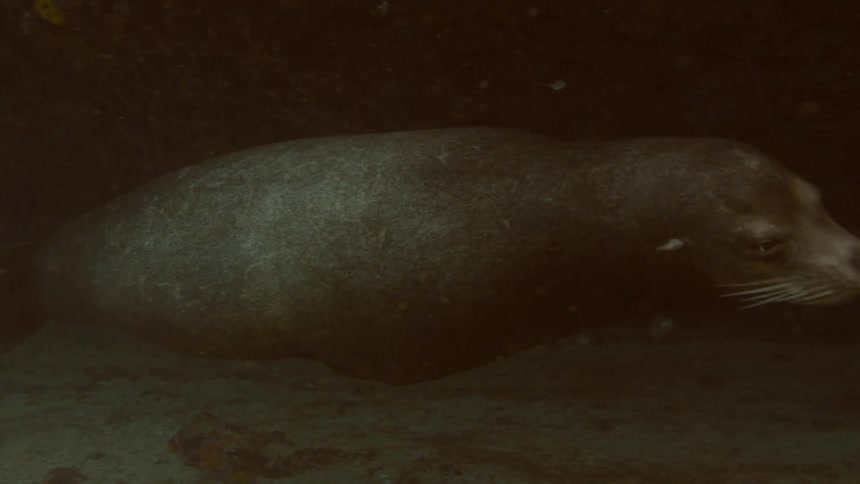 Underwater shot of a seal