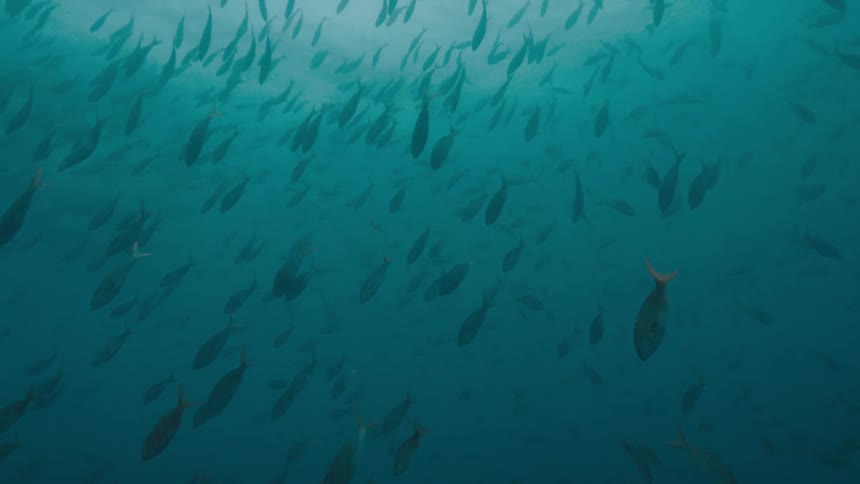 Large school of fish swims downward from surface