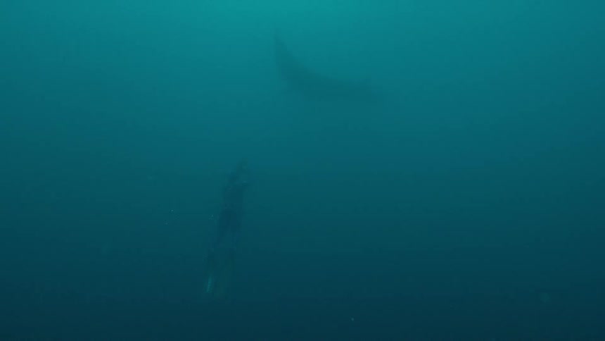 A person with scuba gear swimming underwater with a stingray
