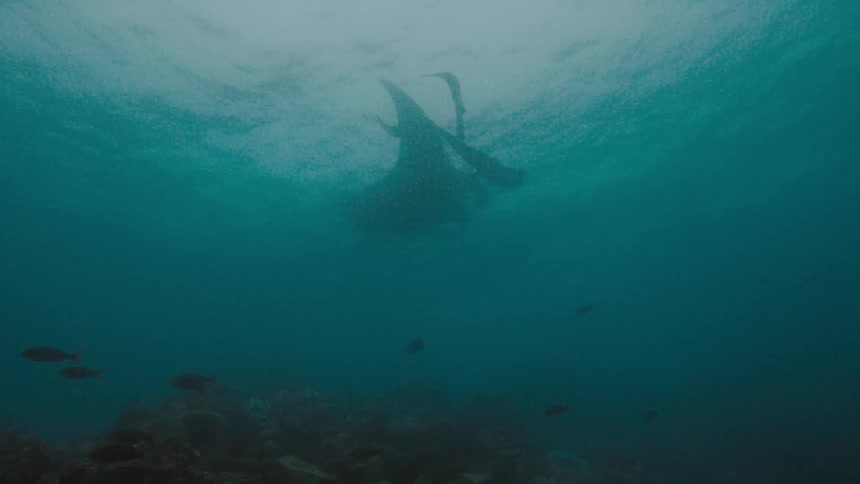 Free diver swimming with a manta ray in the blue ocean waters
