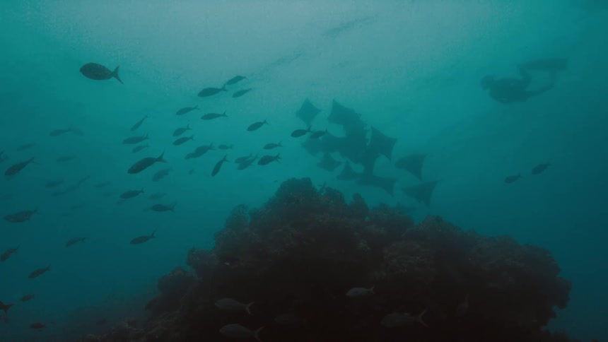 A diver swimming under water with fish