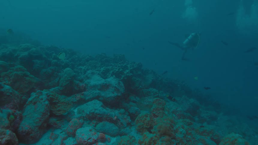 A scuba diver swims underwater with a group of fish
