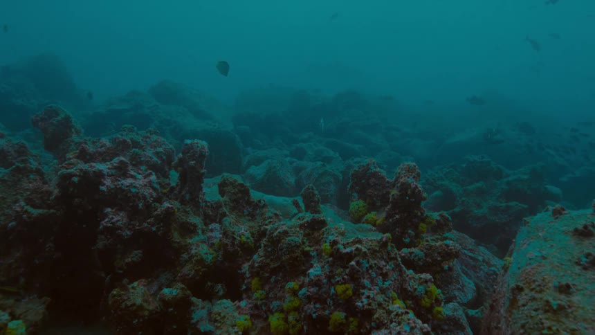 Fishes swimming over a coral reef on the murky blue ocean waters