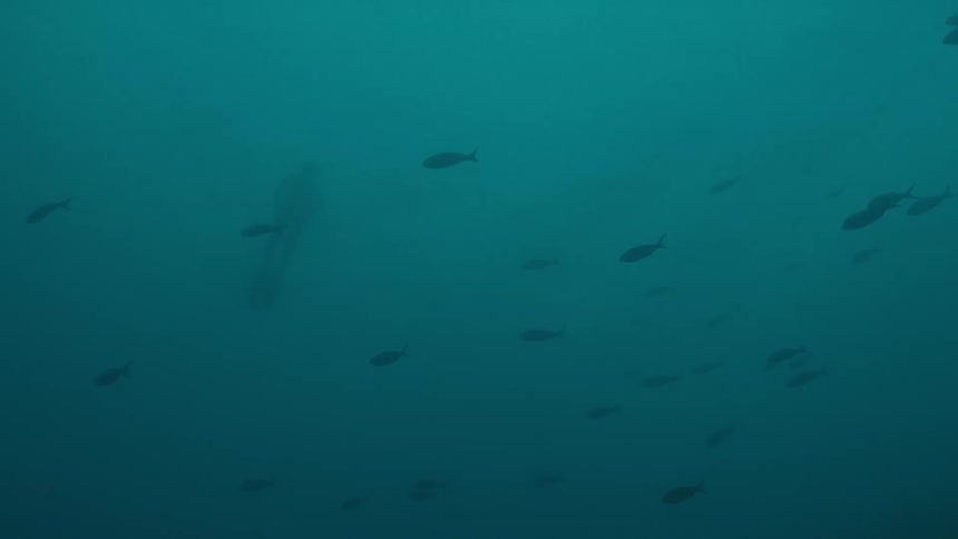 Groups of fish swim in the murky water