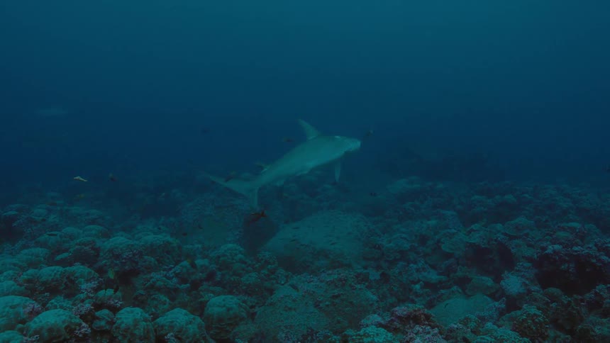 A shark swimming in the ocean