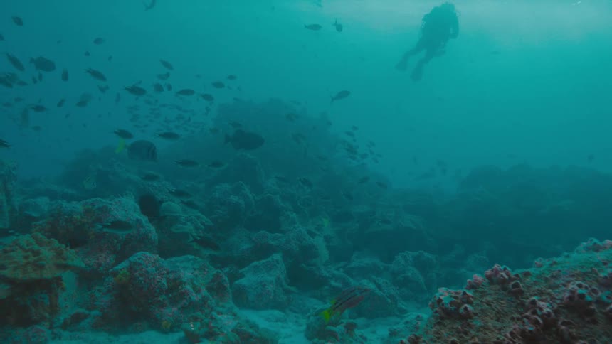 A scuba diver swims in the water with a large amount of fish
