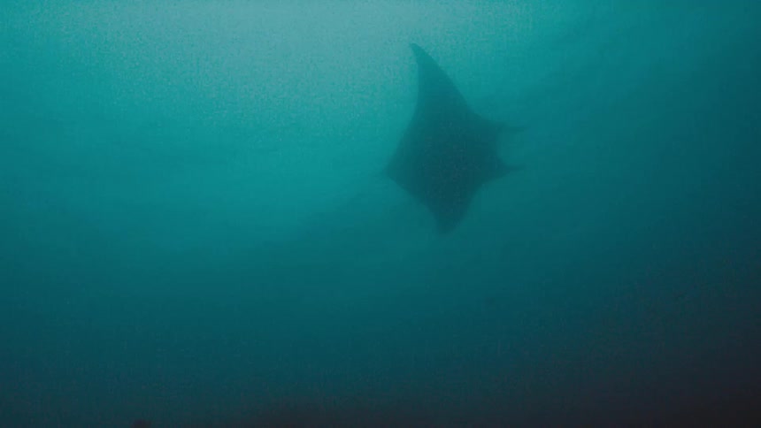 A view of a ray swimming in the ocean