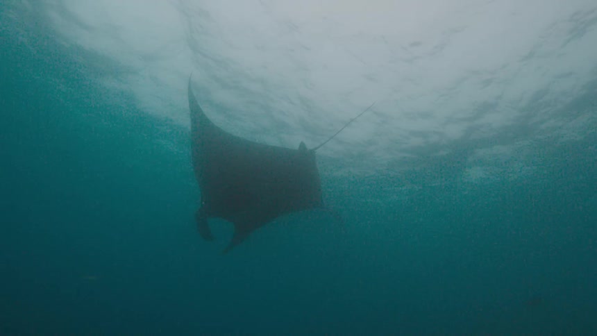 A stingray swimming underwater in the ocean with the sky and clouds above