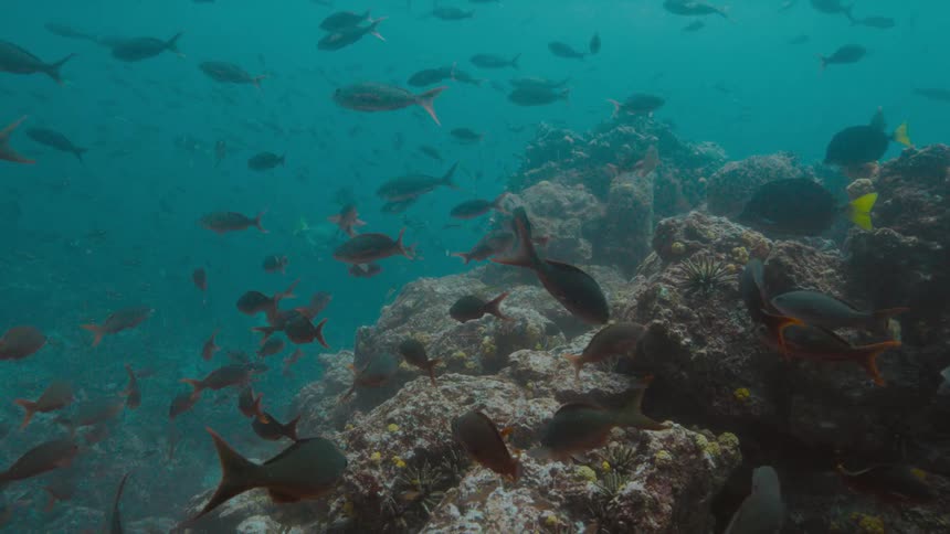 A large school of black fish is swimming in the ocean over a large coral reef