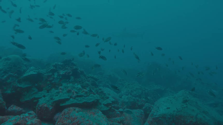 A shark and fishes swimming underwater in the ocean