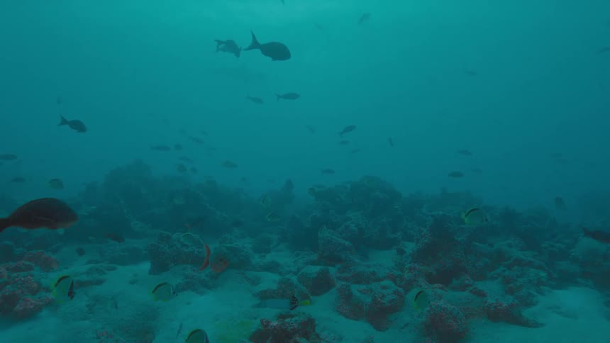 Many small fish calmly swim near the ocean floor in turquoise water