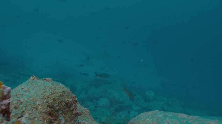 Fish swim under the water near the coral