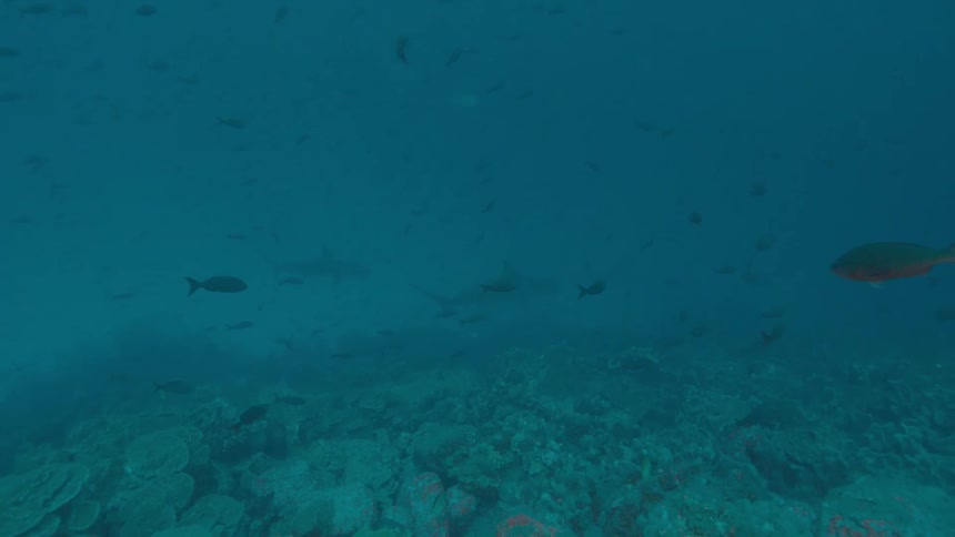 Fishes swimming underwater in the ocean