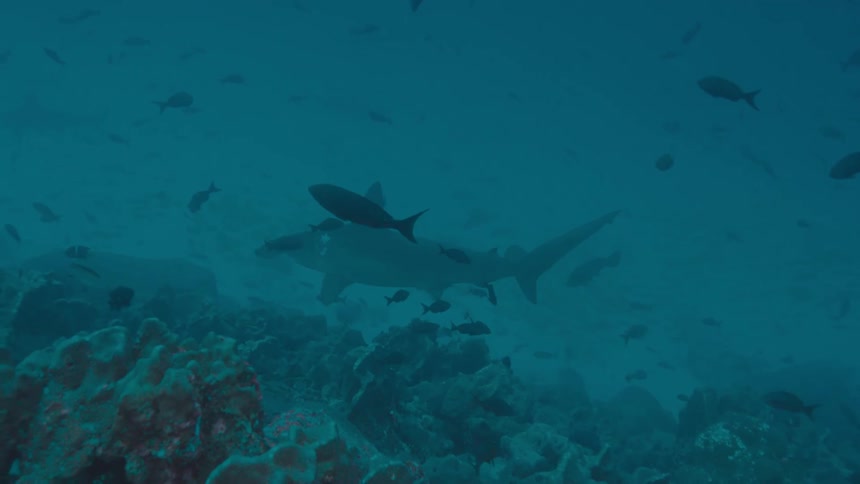 A shark calmly swims near the ocean floor as many small fish pass by