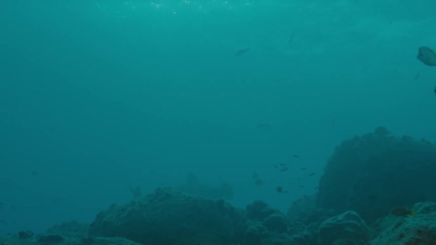 A underwater shot of fish