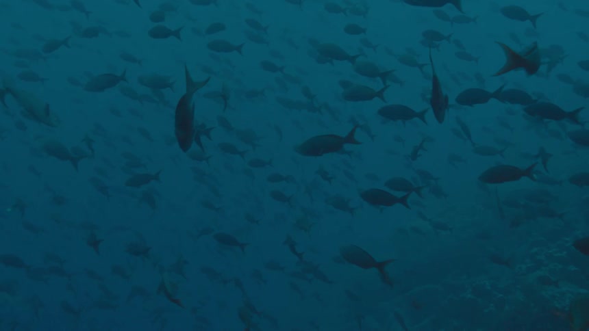 Fishes swimming on the murky blue ocean waters