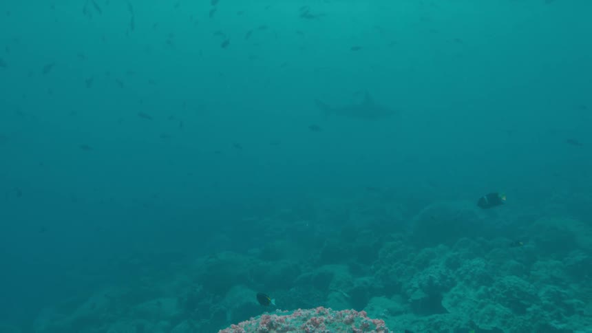 Shark shape swims through murky water near seafloor and reef