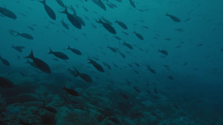 A group of fish swim underwater