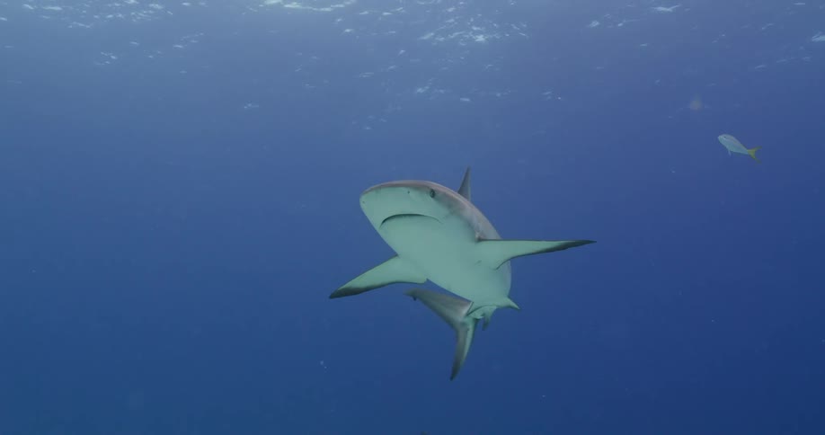 Sharks swim underwater near surface as light shines through from above
