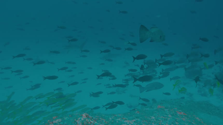 School of fishes