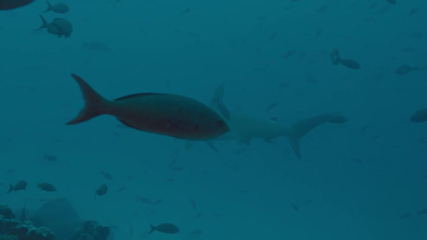 Hundreds of fish of varying sizes swim in cloudy ocean water