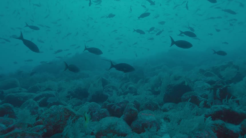 A group of fish swim near the sea floor during the day
