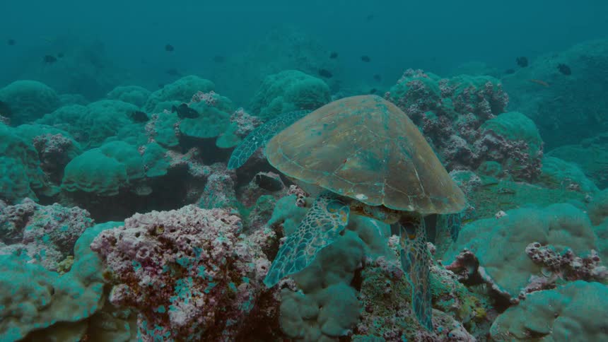 Sea turtle swimming among fishes over a coarl reef in the blue ocean waters