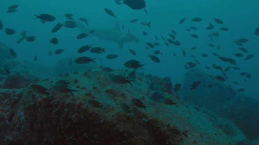 A school of fish swimming around underwater