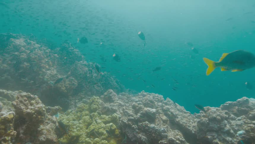 Gray fish with yellow fins and tails swim over the rocky reef