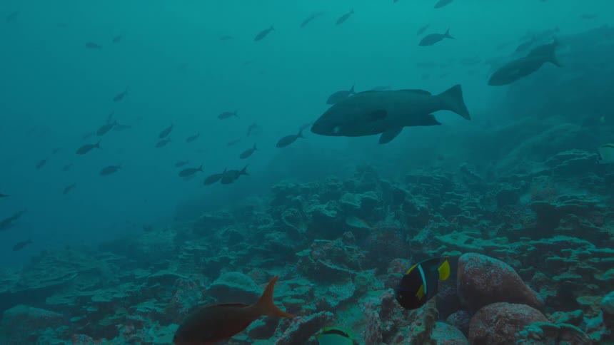 Fish swimming under water near a reef