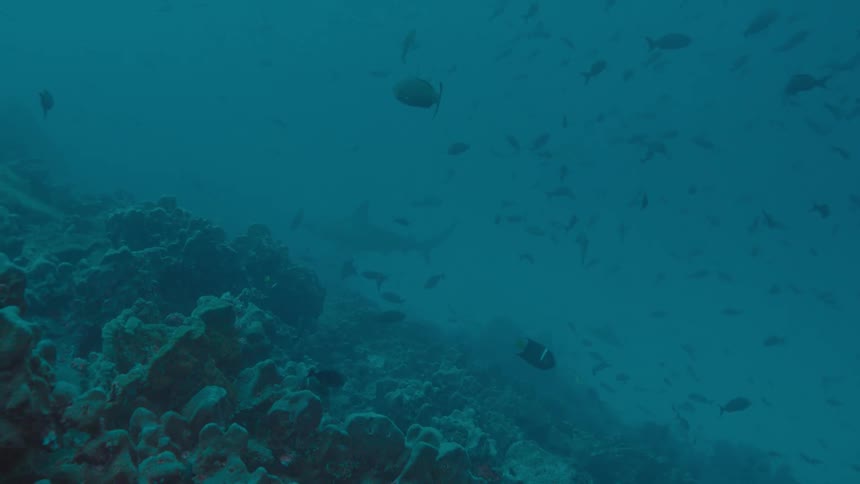 Fishes swimming underwater in the ocean