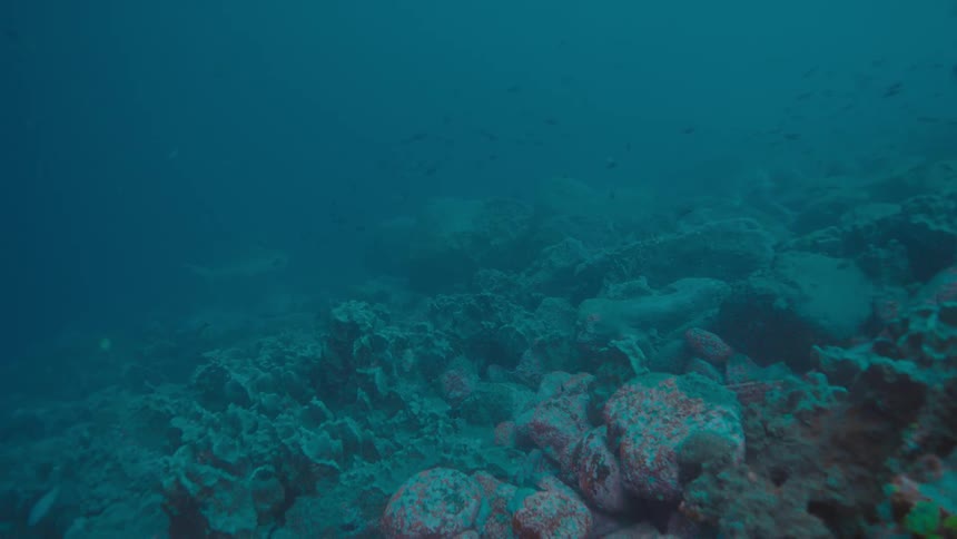 Fishes swimming underwater in the ocean next to a coral reef
