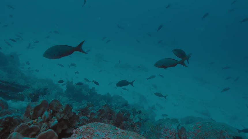 Fishes swimming over a coral reef on the murky blue ocean waters
