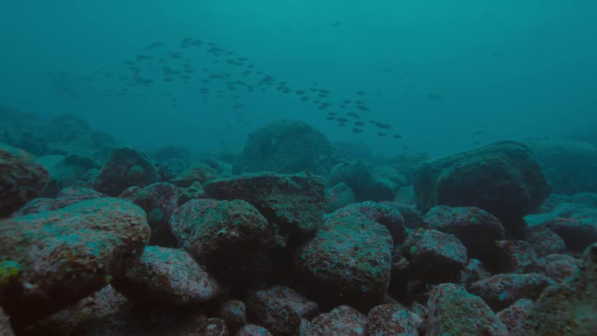 Fishes swimming underwater in the ocean next to a coral reef