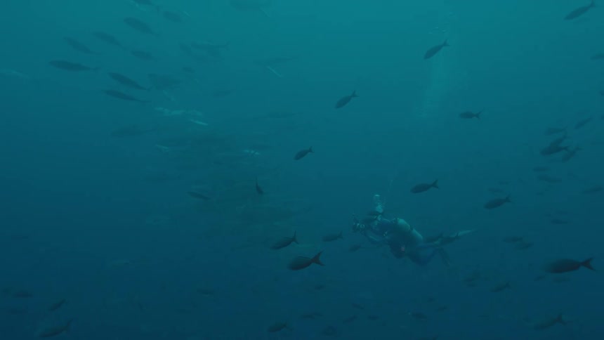 A scuba diver takes pictures of the fish surrounding them