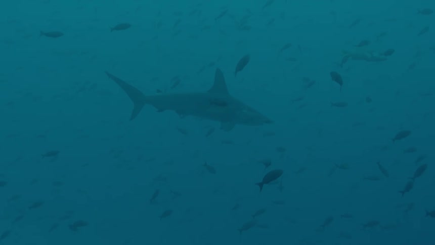 A shark and fishes swimming underwater in the ocean
